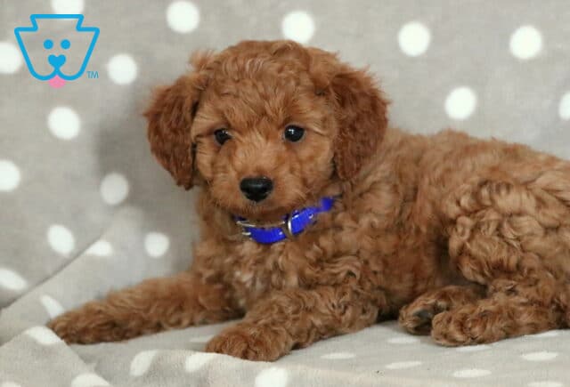 Paddington Cavapoo2-001 image