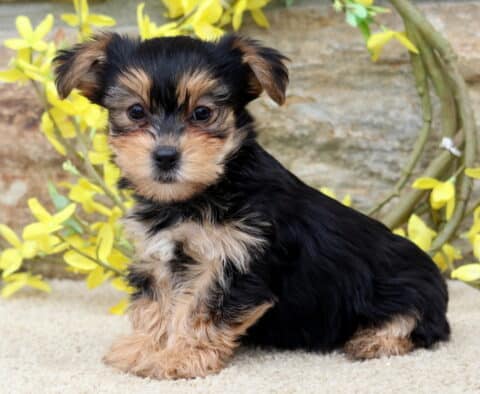 Panda Yorkie