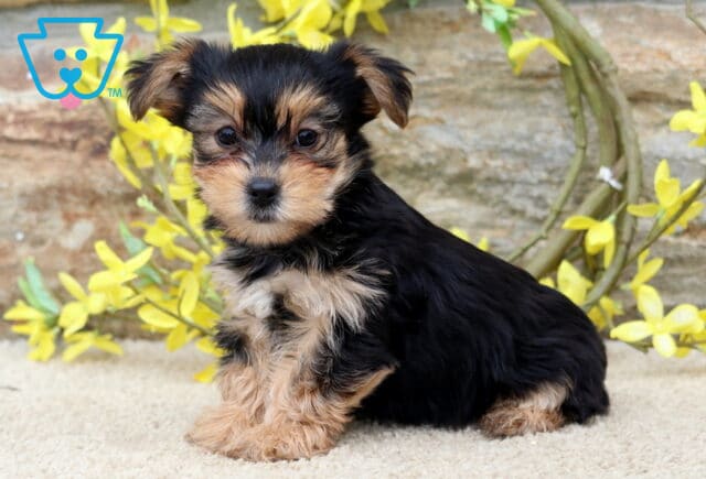 Alert black and tan Yorkie puppy sitting on a light surface with its head slightly tilted, backed by cheerful yellow blossoms and a rustic stone wall. image