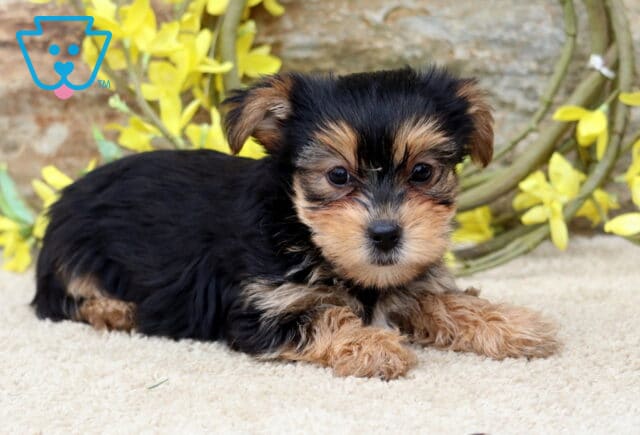 Snuggly black and tan Yorkie puppy lying on a soft surface, gazing sweetly at the camera with yellow flowers and a stone wall in the background. image