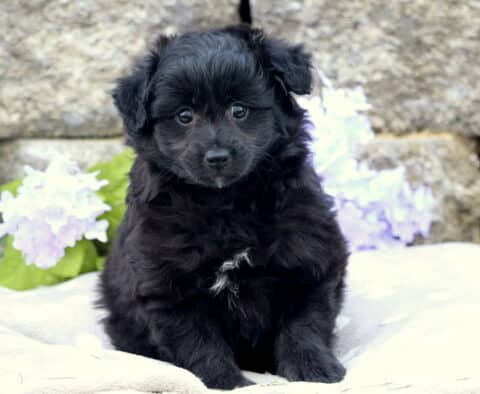 Fluffy black Pomapoo puppy with a tiny white patch on its chest sitting on a light blanket, with white hydrangeas and a stone wall in the background.