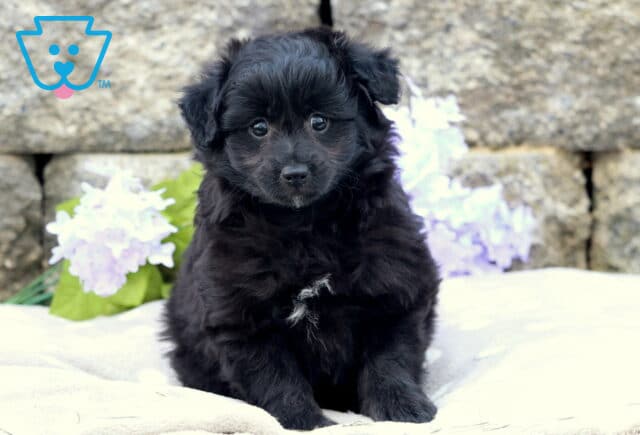 Fluffy black Pomapoo puppy with a tiny white patch on its chest sitting on a light blanket, with white hydrangeas and a stone wall in the background. image