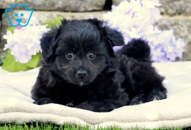 Playful black Pomapoo puppy lying down on a light blanket over grass, with soft purple and white flowers and a stone wall in the background. image