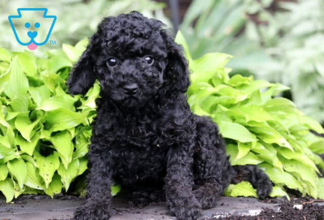 Panther Toy Poodle image