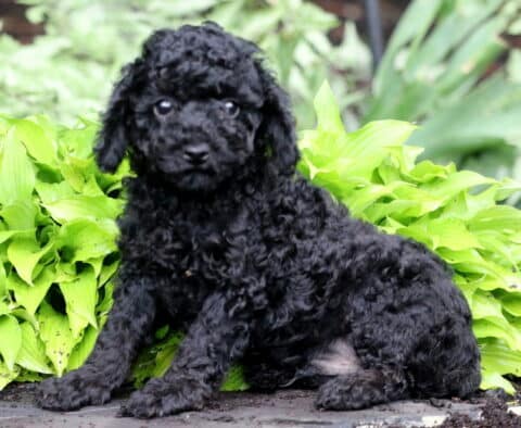 Panther Toy Poodle2