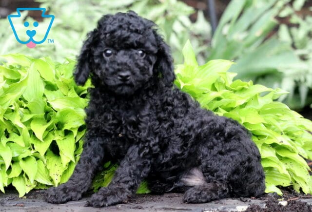 Panther Toy Poodle2 image
