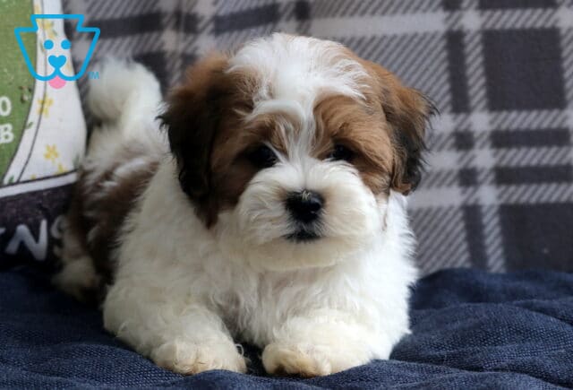 Patches Shichon image