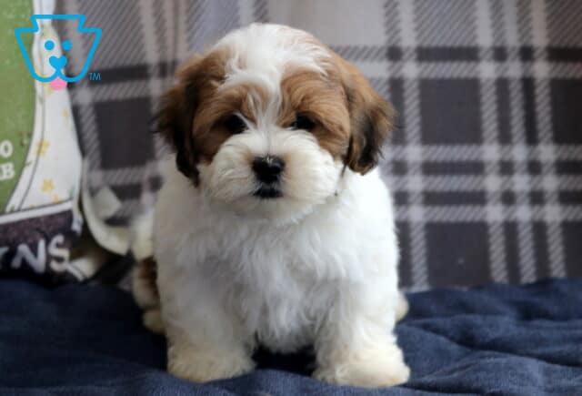 Patches Shichon2 image