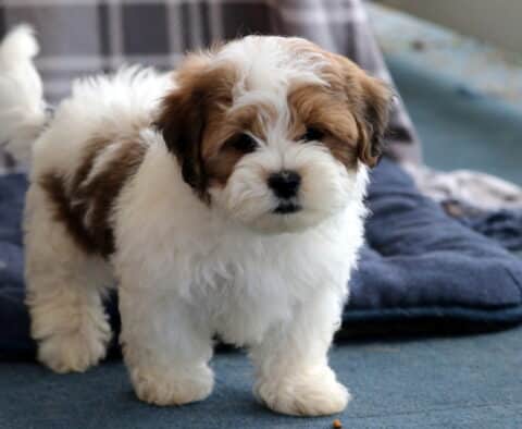 Patches Shichon3