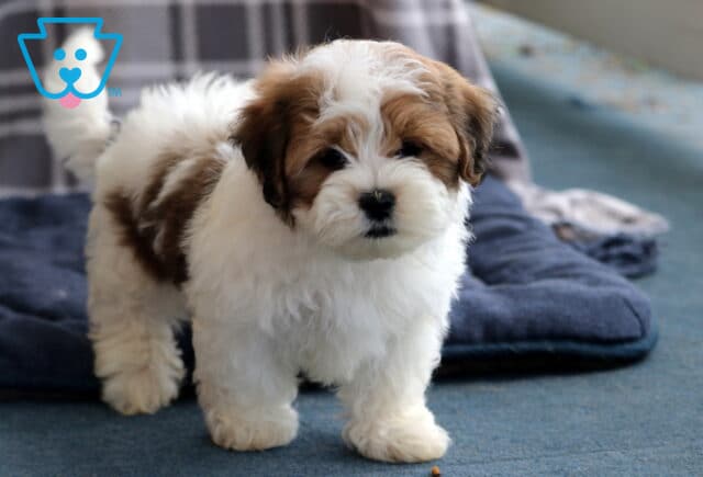 Patches Shichon3 image