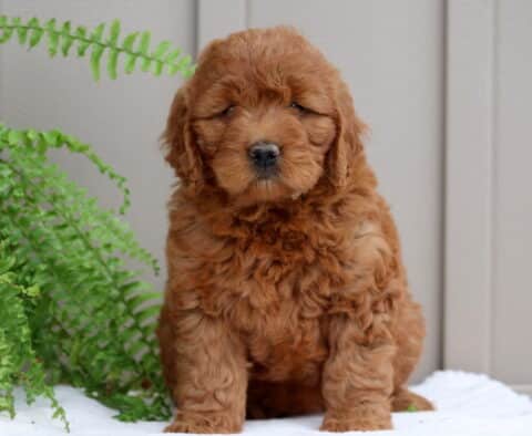 Patty Mini GOldnedoodle