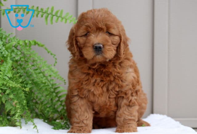 Patty Mini GOldnedoodle image