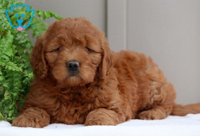 Patty Mini GOldnedoodle2 image