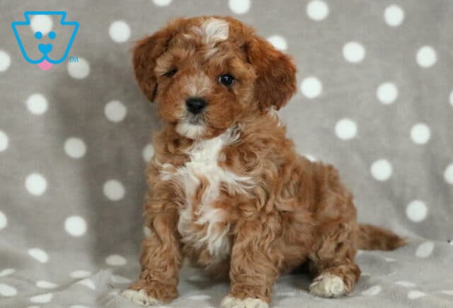 Paws Cavapoo-001 image