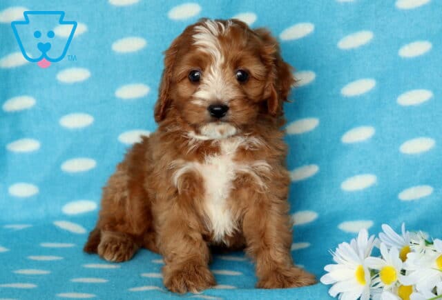 Paws Cavapoo image