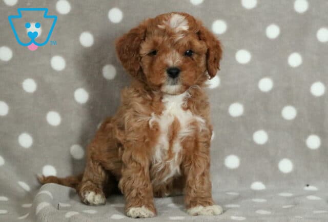 Paws Cavapoo2-001 image