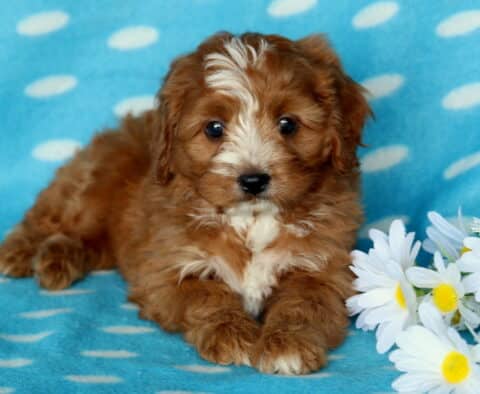 Paws Cavapoo2
