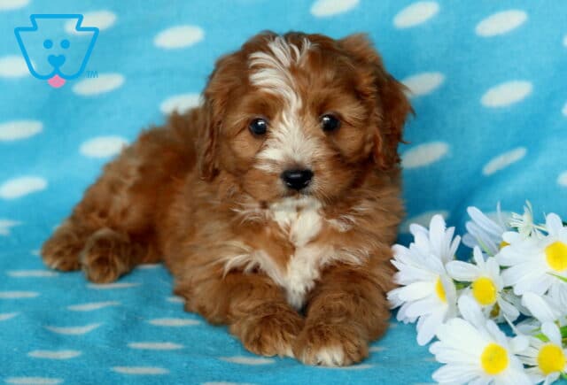 Paws Cavapoo2 image