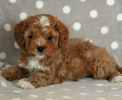 Paws Cavapoo3