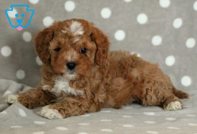 Paws Cavapoo3 image