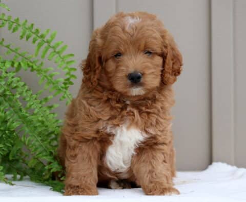 Paws Mini Goldendoodle