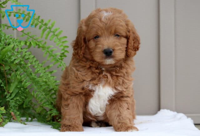 Paws Mini Goldendoodle image