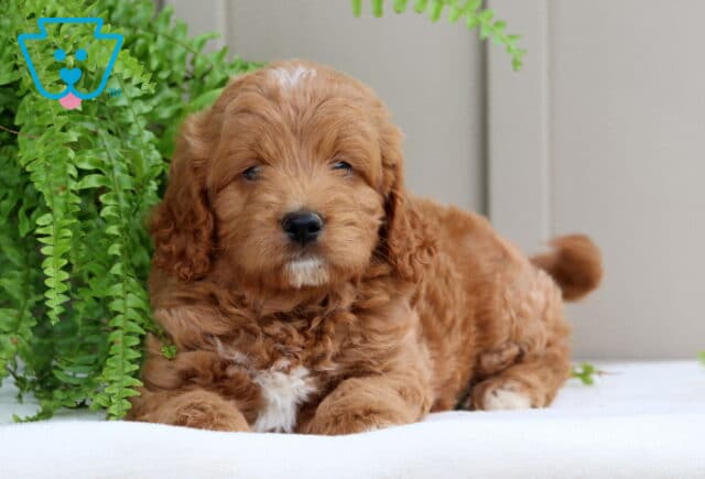 Paws Mini Goldendoodle2 image