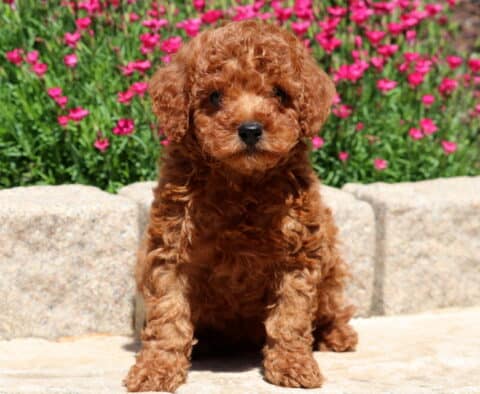 Paws Mini Poodle