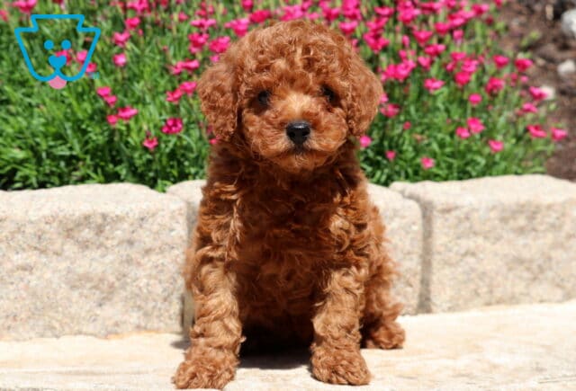 Adorable red Mini Poodle puppy sitting on a stone walkway with bright pink flowers blooming in the background, showing of its soft curly coat. image