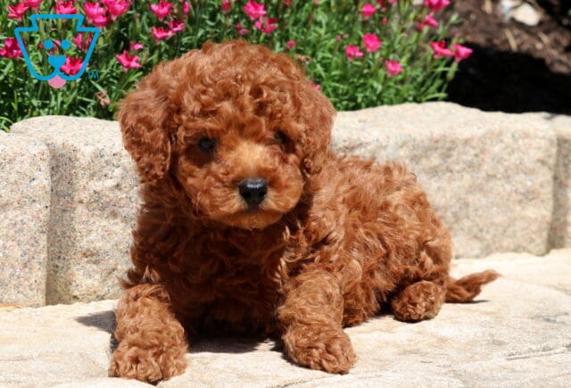 Curly red Mini Poodle puppy lying on a stone surface in front of bright pink flowers, with a soft expressions and fluffy coat glowing in the sunlight. image