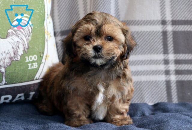Paws Shichon image