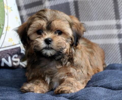 Paws Shichon2