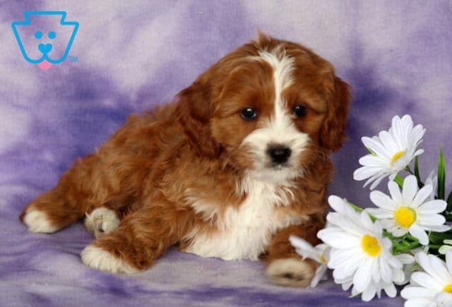 Peach Cavapoo image