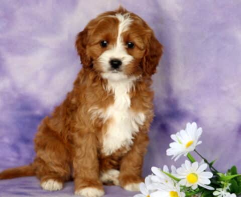 Peach Cavapoo2
