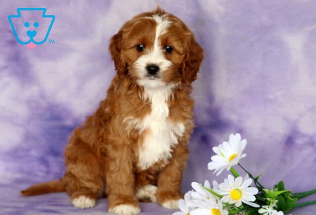 Peach Cavapoo2 image