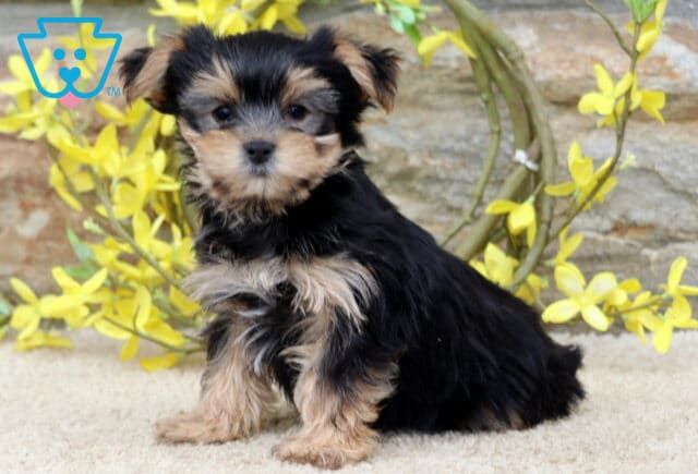 Peach Yorkie image