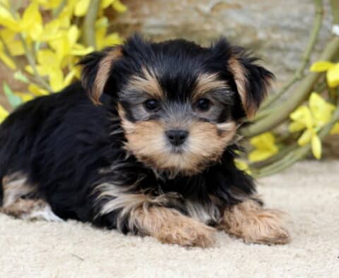 Peach Yorkie2