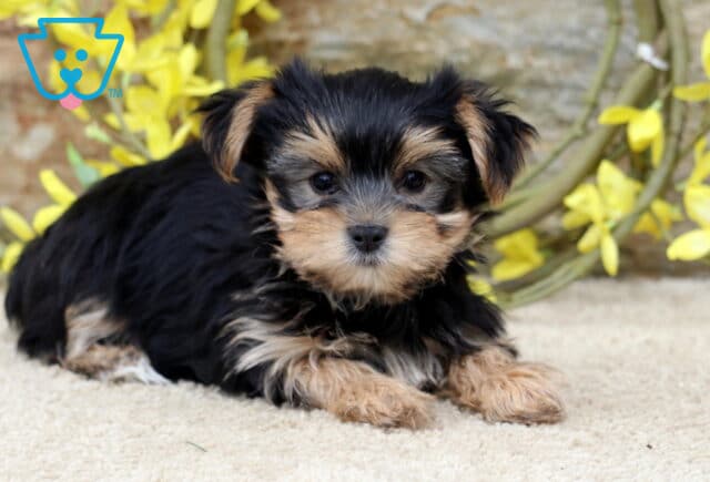 Peach Yorkie2 image