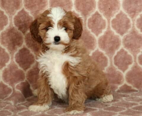 Pearl Cavapoo-001
