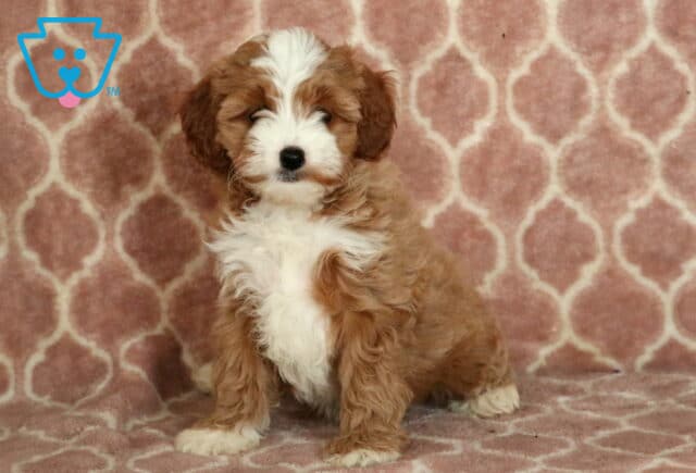 Pearl Cavapoo-001 image