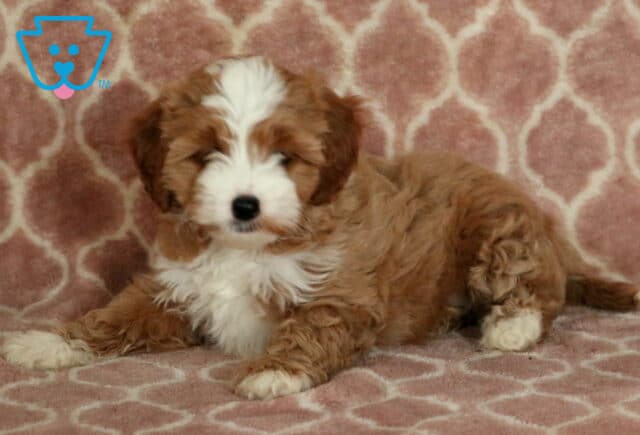 Pearl Cavapoo2-001 image