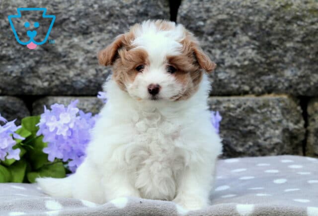 Fluffy white and tan Pomapoo puppy sitting on a gray polka dot blanket with purple flowers and stone wall background. image