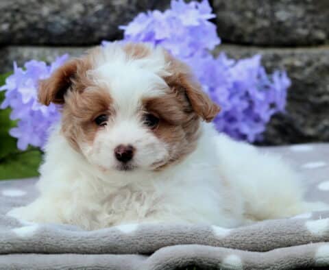 Adorable white and tan Pomapoo puppy lying on a gray polka dot blanket with purple hydrangeas and a stone wall in the background.