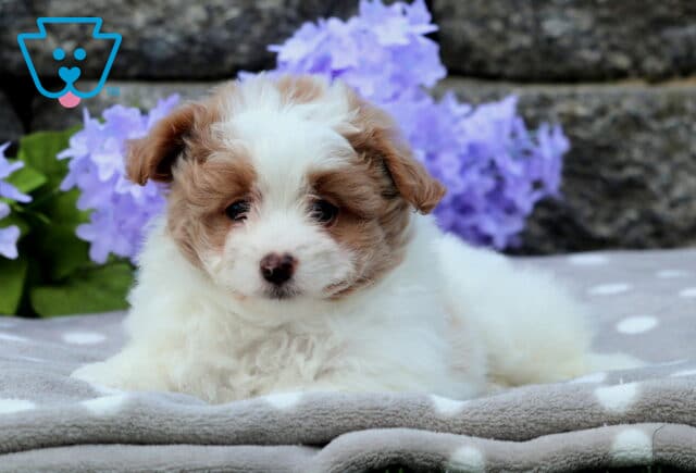 Adorable white and tan Pomapoo puppy lying on a gray polka dot blanket with purple hydrangeas and a stone wall in the background. image