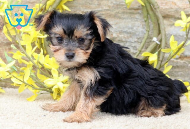Pebbles Yorkie image