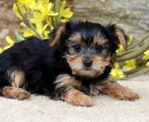 Pebbles Yorkie2