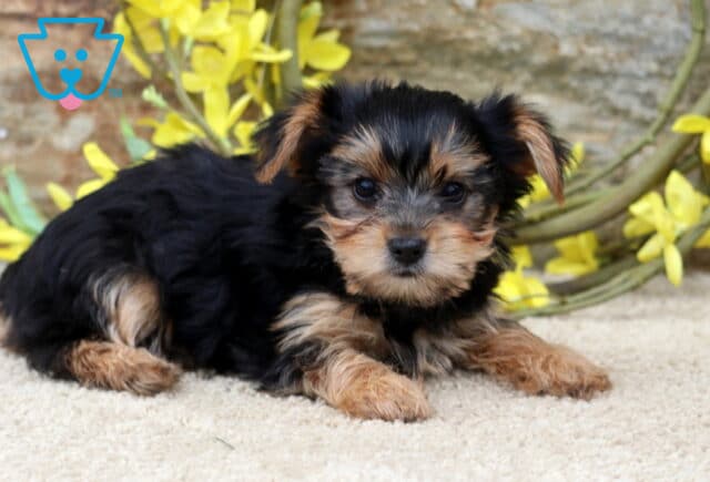 Pebbles Yorkie2 image