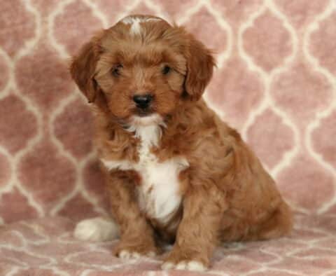 Penelope Cavapoo-001