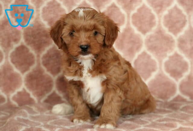 Penelope Cavapoo-001 image