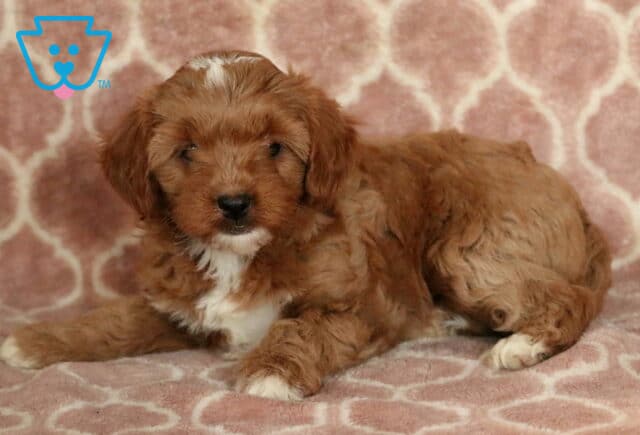 Penelope Cavapoo2-001 image